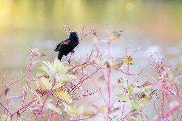 Red wing blackbird (agelaius phoeniceus) singing on a tree branch during autumn season. Lake in the background.
