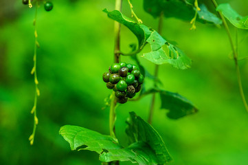 世界遺産　五箇山　相倉合掌集落