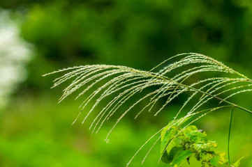 世界遺産　五箇山　相倉合掌集落