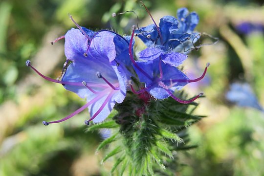 Echium Vulgare Flowers