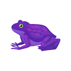 Bright purple frog with spots on back. Amphibian with green eye, squat body, smooth skin, and long hind legs. Flat vector design