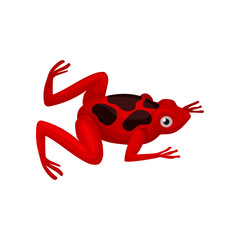 Small red frog with black spots on back. Amphibian with big shiny eye, squat body and long hind legs. Flat vector icon