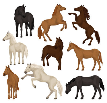 Flat vector set of brown, beige and black horses in different poses. Big mammal animals with hoofs, flowing mane and tail