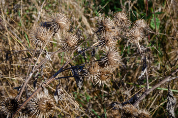 Distel