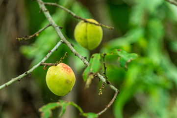 世界遺産　五箇山　相倉合掌集落