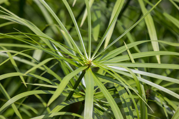  Green Small Leaf of Papyrus tree.