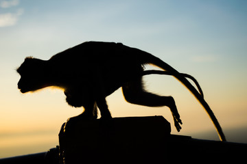 silhouette monkey running on morning sky