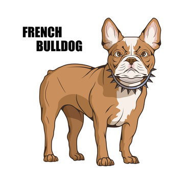 french bulldog, pet logo, dog french bulldog, colored pets for design, french bulldog puppy, colour illustration suitable as logo or team mascot, dog illustration, vector graphics to design
