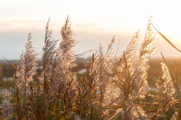 Obraz premium Yellow reed in the sunlight