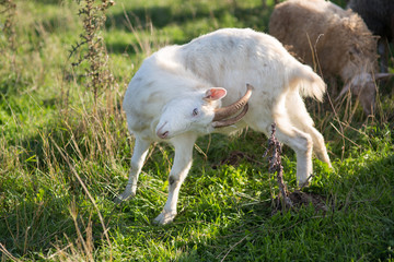 Obraz na płótnie Canvas goats on the field