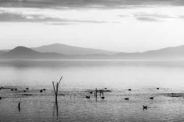 Beautiful view of a lake with birds on water
