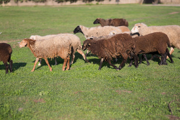 Obraz premium Sheep on the field