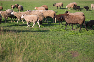 Sheep on the field