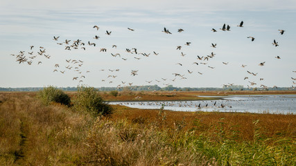 Gooses flying at the lakes of Foxhol. Called the Foxholstermeren or the Kropwoldsterbuitenpolder