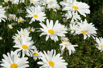 Photo sur Aluminium Marguerites Leucanthemum maximum ou max chrysanthème ou shasta marguerite ou camomille fleurs blanches