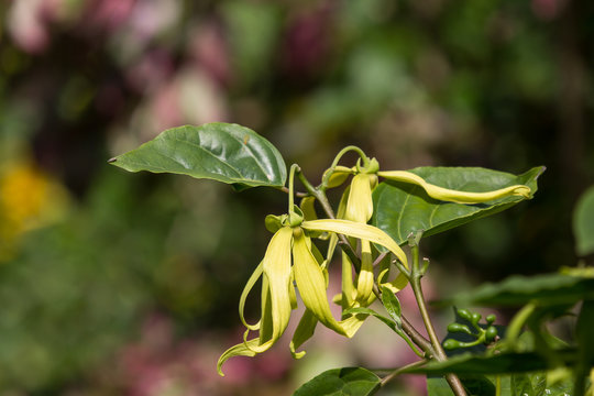 yellow desmos chinensis flower