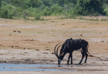 Rappenantilope in der Savanne vom in Zimbabwe, Südafrika