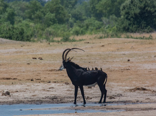 Rappenantilope in der Savanne vom in Zimbabwe, Südafrika