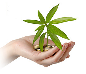 mango sapling growing from coins