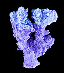 coral isolated on black background © Dmitry