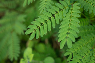 green nature tropical fresh leaves in forest .