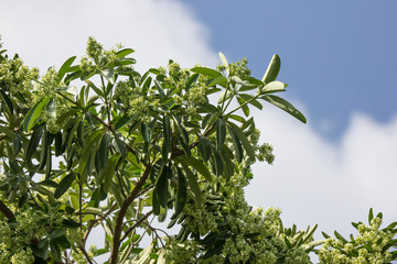 Green Flower of Blackboard Tree