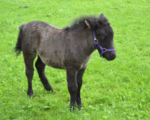 Little brown Shetland pony foal