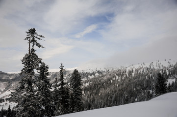 Amazingly beautiful winter landscape of snow covered hills with huge fir-trees
