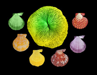 A  coral and seashells isolated on black background