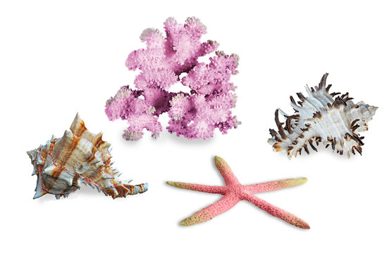 A  coral and seashells isolated on  background