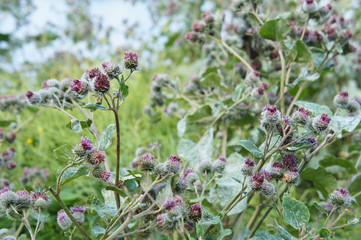 Arctium tomentosum or woolly burdock plant