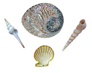 Close up of  seashells