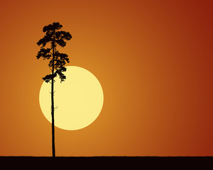 realistic illustrations with silhouetted conifer tree and the rising or setting sun at morning or evening orange sky