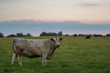 Beef herd in pasture at dusk