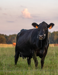 Black Angus crossbred cow portrait at dusk