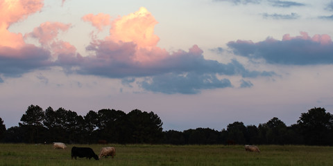 Colorful sunset clouds over pasture panorama © jackienix