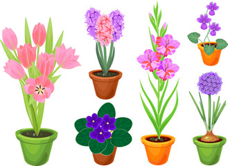 Fototapeta na wymiar Set of different garden flowers in flower pots isolated on white background