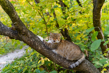 striped cat lays on the branch of tree and meows in the park during the day. Close-up