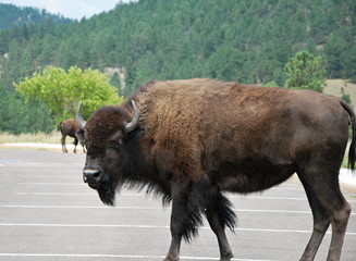 Buffalo in den Black Hills, South Dakota