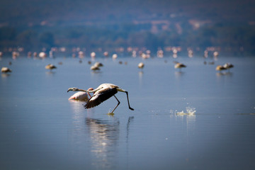 FLAMINGO TAKING OFF INTO A FLIGHT WITH PINK FLAMINGOS IN BACKGROUND