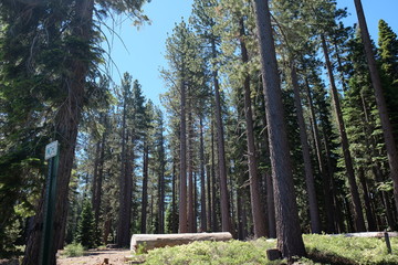Obraz premium Forest view