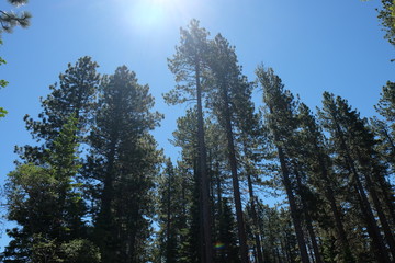 Forest View