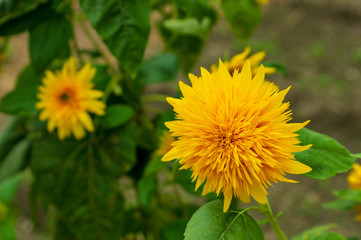 世界遺産　五箇山　菅沼合掌集落