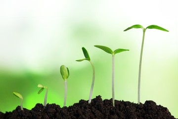 Growth of new life on  background