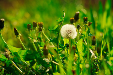 Dandelions are on the green background with herb and grass.summer,vacation,relax concept.