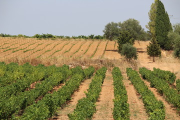 vigne et vendanges