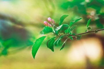 Branch of a Cherry Tree with Purple Flowers.Spring Nature Background.Toned