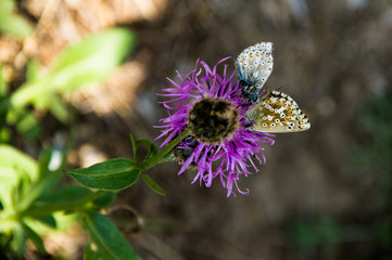 Schmetterlinge an Distel