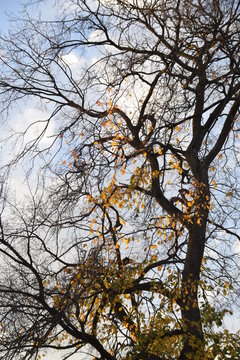Kahle Ulme im Herbst vor blauem Himmel