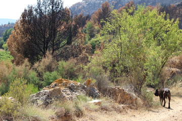 nature sinistrée par un incendie et un chien